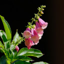 Pink bell flower branch  screen for extension Chrome web store in OffiDocs Chromium