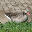 Pink billed Brown Goose  screen for extension Chrome web store in OffiDocs Chromium
