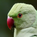 Pink billed Parrot  screen for extension Chrome web store in OffiDocs Chromium