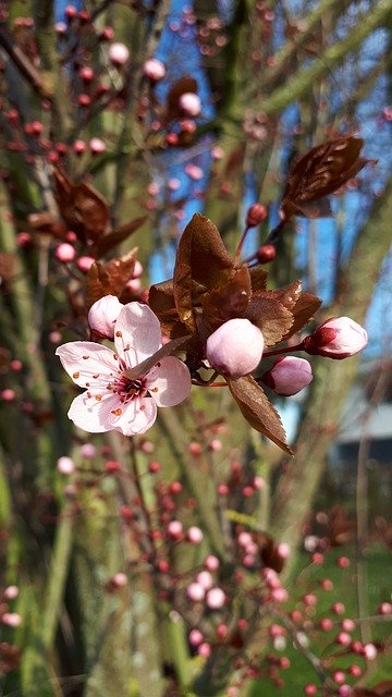 Free download Pink Blossom Almond -  free photo or picture to be edited with GIMP online image editor