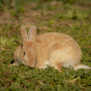 Pink brown rabbit  screen for extension Chrome web store in OffiDocs Chromium