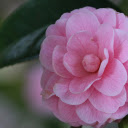 Pink Camellia  screen for extension Chrome web store in OffiDocs Chromium
