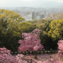 Pink Cherry Blossoms in a Park  screen for extension Chrome web store in OffiDocs Chromium