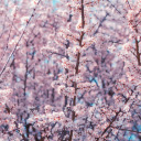 pink cherry blossoms in full bloom  screen for extension Chrome web store in OffiDocs Chromium