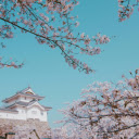 Pink Cherry Blossoms Under a Clear Blue Sky  screen for extension Chrome web store in OffiDocs Chromium