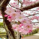 pink cherry blossom wallpaper  screen for extension Chrome web store in OffiDocs Chromium