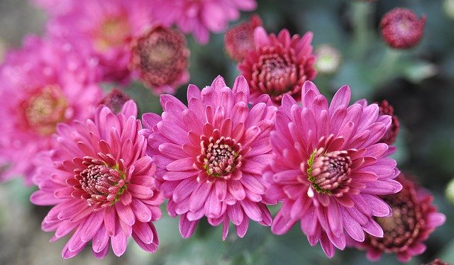 Free download Pink Chrysanthemum -  free photo or picture to be edited with GIMP online image editor