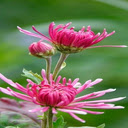 Pink Chrysanthemum Flower Wallpaper  screen for extension Chrome web store in OffiDocs Chromium