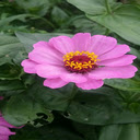 Pink Chrysanthemum Wallpaper  screen for extension Chrome web store in OffiDocs Chromium