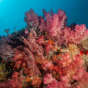 Pink Coral  screen for extension Chrome web store in OffiDocs Chromium