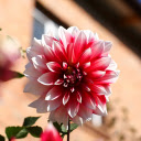 Pink Dahlias  screen for extension Chrome web store in OffiDocs Chromium