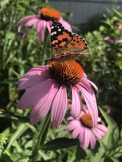 Muat turun percuma Pink Echinacea Flower - foto atau gambar percuma untuk diedit dengan editor imej dalam talian GIMP