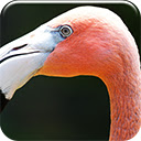 Pink Flamingo  screen for extension Chrome web store in OffiDocs Chromium