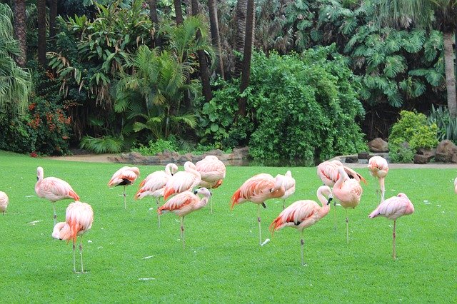 تنزيل Pink Flamingo Animal - صورة مجانية أو صورة مجانية لتحريرها باستخدام محرر الصور عبر الإنترنت GIMP