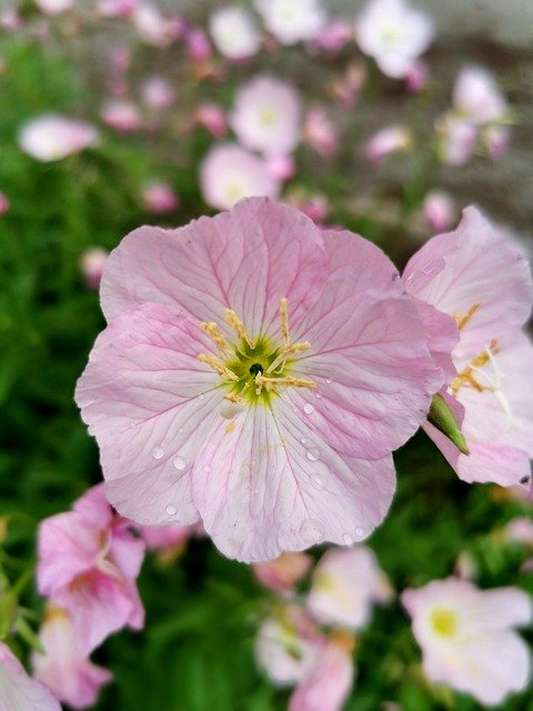 Bezpłatne pobieranie Pink Flower Bloom - bezpłatne zdjęcie lub obraz do edycji za pomocą internetowego edytora obrazów GIMP