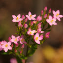 Pink flower bouquet  screen for extension Chrome web store in OffiDocs Chromium