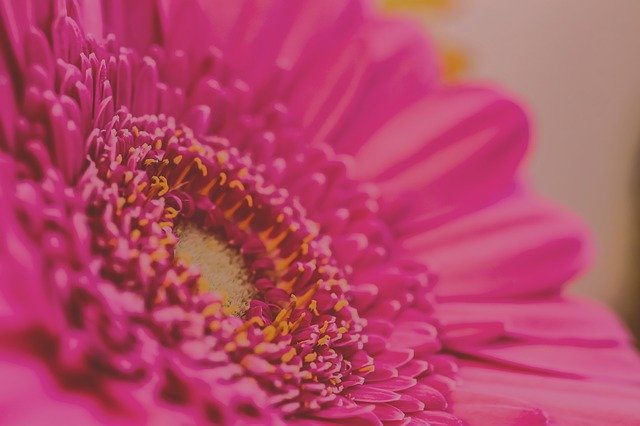 Muat turun percuma Pink Flower Close Up - foto atau gambar percuma untuk diedit dengan editor imej dalam talian GIMP