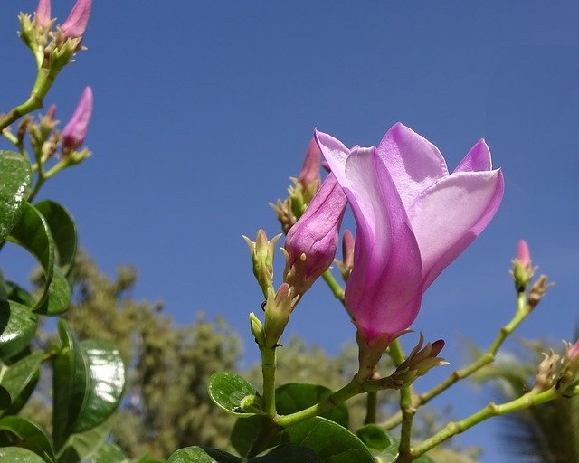 Free download Pink Flower Exotic -  free photo or picture to be edited with GIMP online image editor