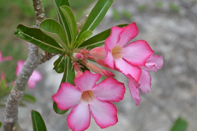 Kostenloser Download Pink Flower Foliage Garden - kostenloses Foto oder Bild zur Bearbeitung mit GIMP Online-Bildbearbeitung