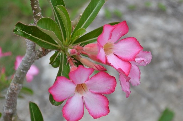 Free download Pink Flower Foliage Garden -  free photo or picture to be edited with GIMP online image editor