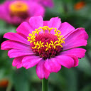 Pink Flower HD Wallpaper New Tab  screen for extension Chrome web store in OffiDocs Chromium