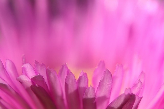 Download gratuito Pink Flower Macro Pigface - foto o immagine gratuita da modificare con l'editor di immagini online di GIMP