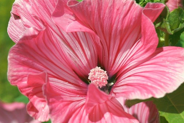 Free download pink flower mallow flower free picture to be edited with GIMP free online image editor