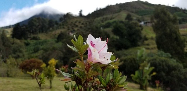 Free download Pink Flower Mountain -  free photo or picture to be edited with GIMP online image editor