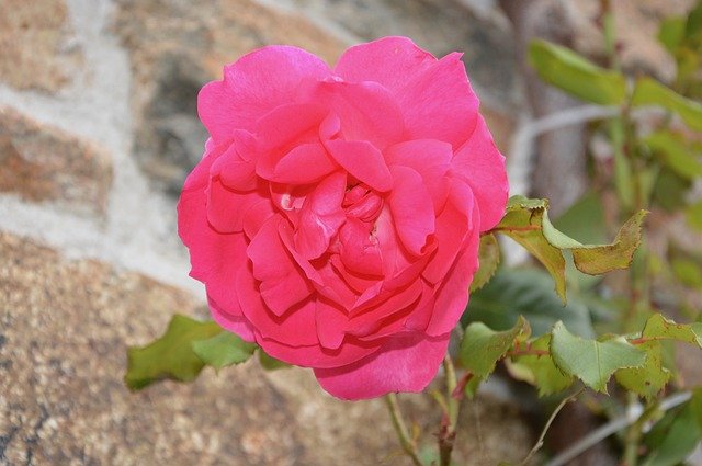 Free download Pink Flower Rosebush Garden -  free photo or picture to be edited with GIMP online image editor