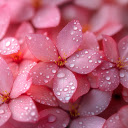 Free download Pink Flowers -  free photo or picture to be edited with GIMP online image editor