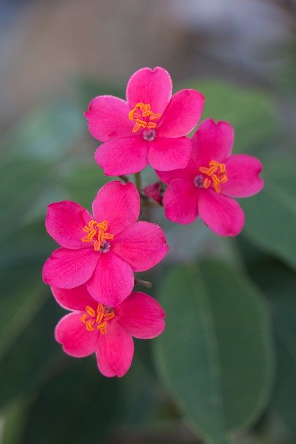 ດາວ​ໂຫຼດ​ຟຣີ Pink Flowers Beauty - ຮູບ​ພາບ​ຟຣີ​ຫຼື​ຮູບ​ພາບ​ທີ່​ຈະ​ໄດ້​ຮັບ​ການ​ແກ້​ໄຂ​ກັບ GIMP ອອນ​ໄລ​ນ​໌​ບັນ​ນາ​ທິ​ການ​ຮູບ​ພາບ​