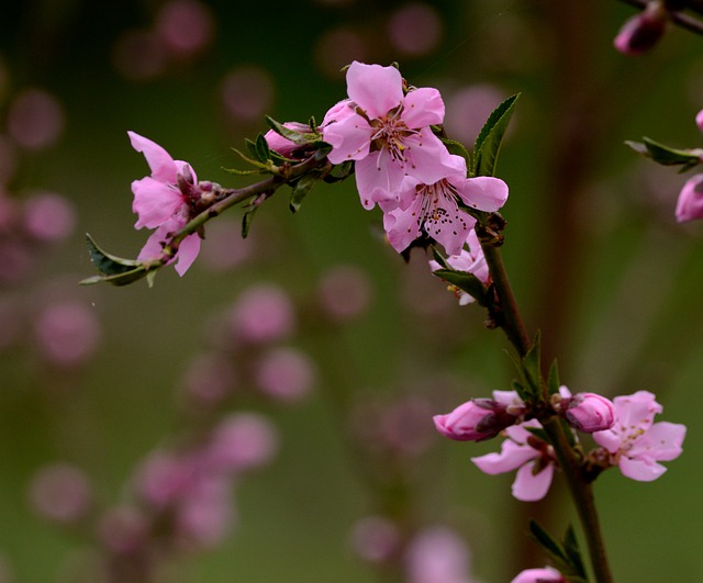 Free graphic pink flowers cherry blossoms nature to be edited by GIMP free image editor by OffiDocs