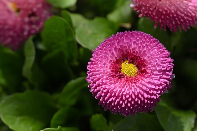 Free download pink flowers flowers daisies garden free picture to be edited with GIMP free online image editor