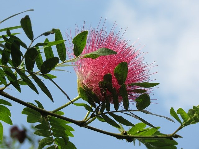 Free download Pink Flower Silk -  free photo or picture to be edited with GIMP online image editor