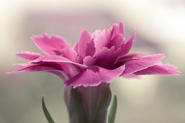 Free download Pink Flower Single -  free photo or picture to be edited with GIMP online image editor