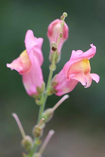 Free download pink flower snapdragon close up free picture to be edited with GIMP free online image editor