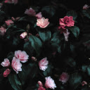 Pink Flowers Photograph  screen for extension Chrome web store in OffiDocs Chromium