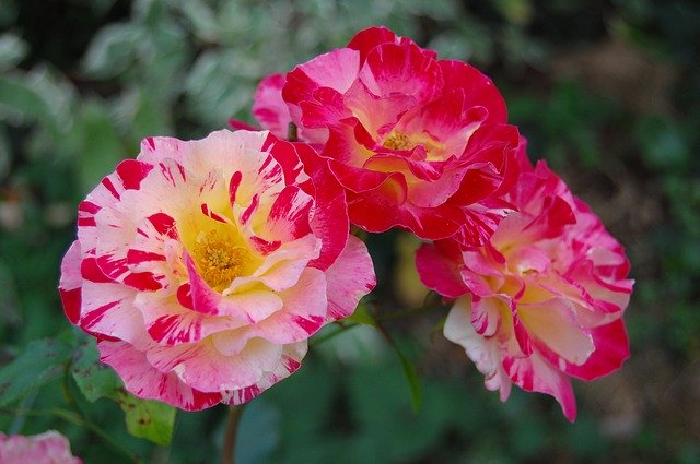 Unduh gratis Bunga Merah Muda Pissarro - foto atau gambar gratis untuk diedit dengan editor gambar online GIMP