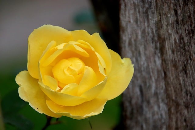 הורדה חינם פרחים ורודים צמחים ורדים תמונה בחינם לעריכה עם עורך תמונות מקוון בחינם של GIMP