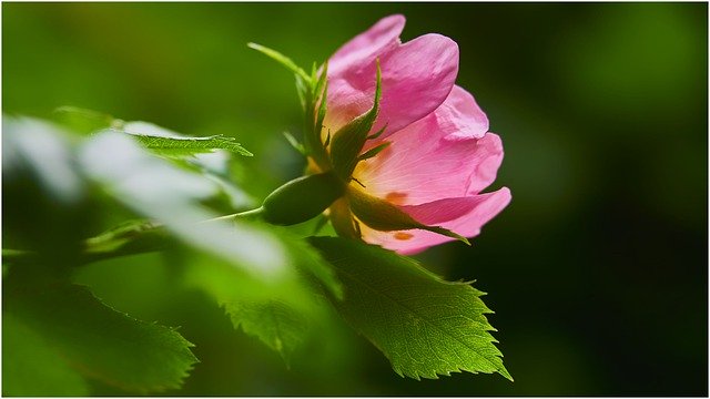 Bezpłatne pobieranie Pink Flowers Romantic - darmowe zdjęcie lub obraz do edycji za pomocą internetowego edytora obrazów GIMP