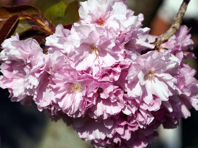 Free download pink flowers sakura cherry blossoms free picture to be edited with GIMP free online image editor