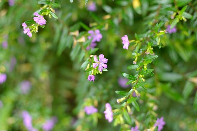 Free download Pink Flowers Tiny Shrub -  free photo or picture to be edited with GIMP online image editor