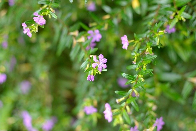 ดาวน์โหลดฟรี Pink Flowers Tiny Shrub - ภาพถ่ายหรือรูปภาพที่จะแก้ไขด้วยโปรแกรมแก้ไขรูปภาพออนไลน์ GIMP ได้ฟรี