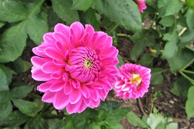 Kostenloser Download Pink Flower Summer - kostenloses Foto oder Bild zur Bearbeitung mit GIMP Online-Bildbearbeitung