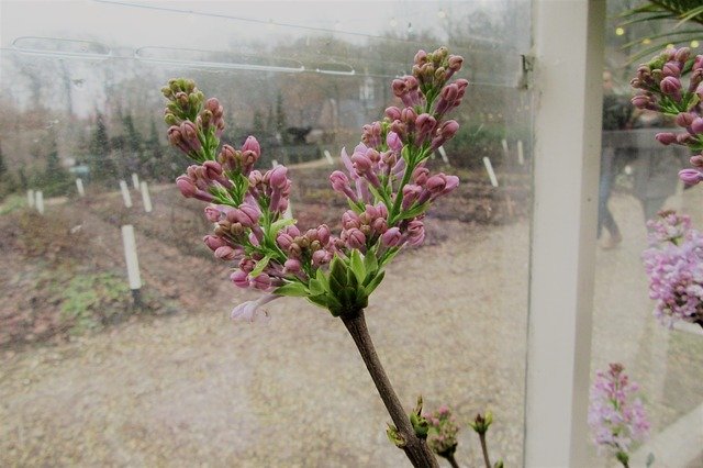 Bezpłatne pobieranie Pink Flower Winter Window - bezpłatne zdjęcie lub obraz do edycji za pomocą internetowego edytora obrazów GIMP