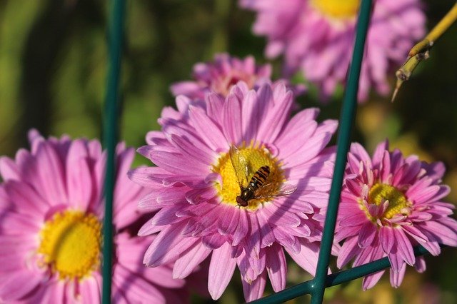 Descarga gratuita Pink Fly Insect: foto o imagen gratuita para editar con el editor de imágenes en línea GIMP