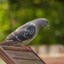 Pink footed Pigeon  screen for extension Chrome web store in OffiDocs Chromium