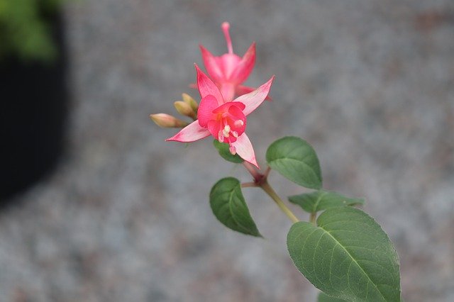 Free picture Pink Fushia Flower -  to be edited by GIMP free image editor by OffiDocs