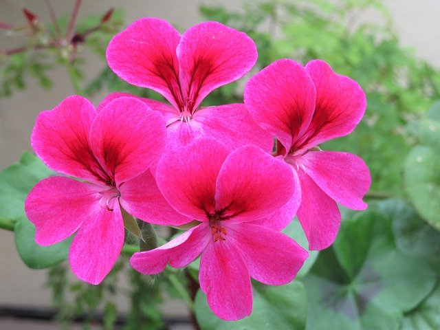 Free download Pink Geranium Flower -  free photo or picture to be edited with GIMP online image editor