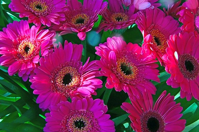 Free download Pink Gerbera Flowers -  free photo or picture to be edited with GIMP online image editor